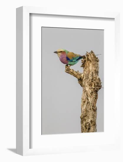 South Londolozi Game Reserve. Lilac-Breasted Roller Bird on Stump-Fred Lord-Framed Photographic Print