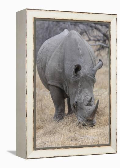 South Londolozi Private Game Reserve. Close-up of Rhinoceros Grazing-Fred Lord-Framed Premier Image Canvas