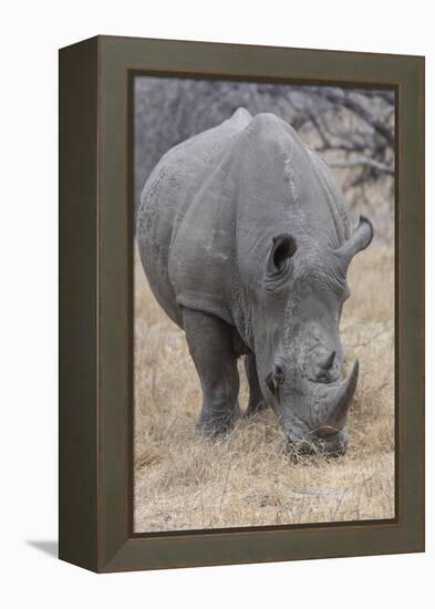 South Londolozi Private Game Reserve. Close-up of Rhinoceros Grazing-Fred Lord-Framed Premier Image Canvas