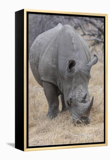 South Londolozi Private Game Reserve. Close-up of Rhinoceros Grazing-Fred Lord-Framed Premier Image Canvas