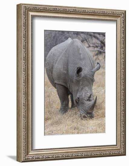 South Londolozi Private Game Reserve. Close-up of Rhinoceros Grazing-Fred Lord-Framed Photographic Print