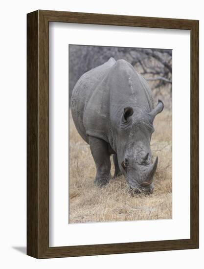 South Londolozi Private Game Reserve. Close-up of Rhinoceros Grazing-Fred Lord-Framed Photographic Print