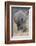 South Londolozi Private Game Reserve. Close-up of Rhinoceros Grazing-Fred Lord-Framed Photographic Print