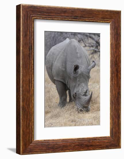 South Londolozi Private Game Reserve. Close-up of Rhinoceros Grazing-Fred Lord-Framed Photographic Print