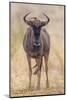 South Londolozi Private Game Reserve. Frontal View of Gnu-Fred Lord-Mounted Photographic Print