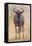 South Londolozi Private Game Reserve. Frontal View of Gnu-Fred Lord-Framed Premier Image Canvas