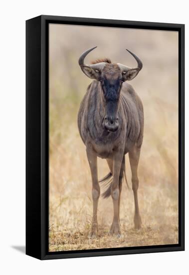 South Londolozi Private Game Reserve. Frontal View of Gnu-Fred Lord-Framed Premier Image Canvas