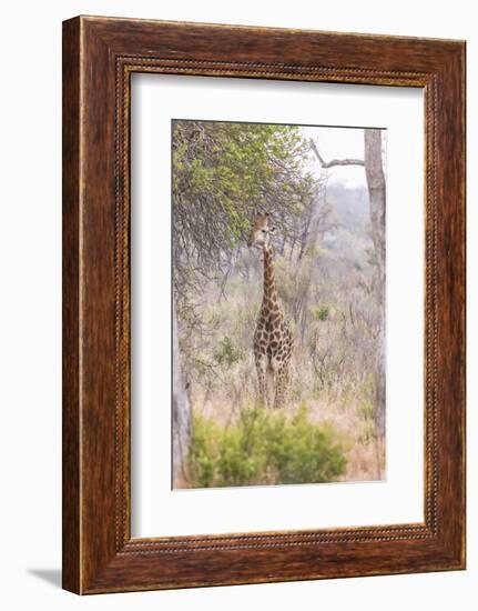 South Londolozi Private Game Reserve. Giraffe Stands under Tree-Fred Lord-Framed Photographic Print