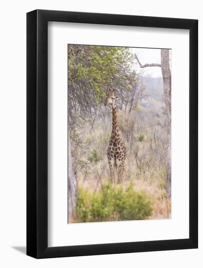 South Londolozi Private Game Reserve. Giraffe Stands under Tree-Fred Lord-Framed Photographic Print