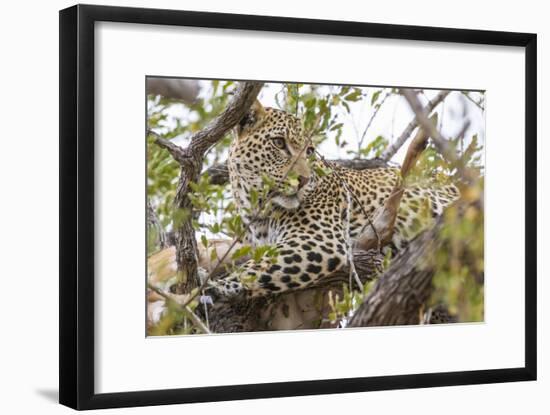South Londolozi Private Game Reserve. Leopard in Tree with Kill-Fred Lord-Framed Photographic Print
