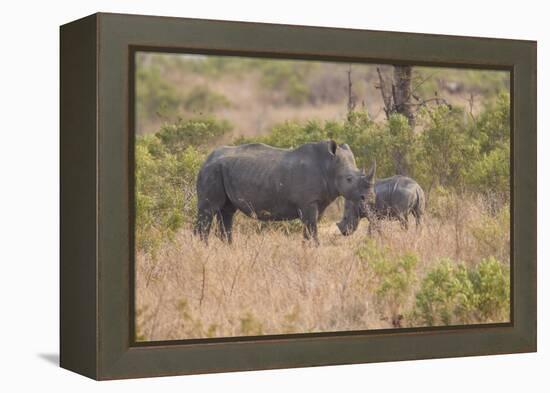 South Londolozi Private Game Reserve. Rhinoceros Mother and Offspring-Fred Lord-Framed Premier Image Canvas