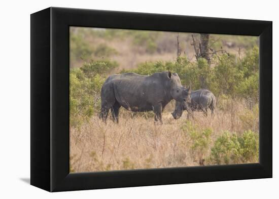 South Londolozi Private Game Reserve. Rhinoceros Mother and Offspring-Fred Lord-Framed Premier Image Canvas