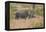 South Londolozi Private Game Reserve. Rhinoceros Mother and Offspring-Fred Lord-Framed Premier Image Canvas