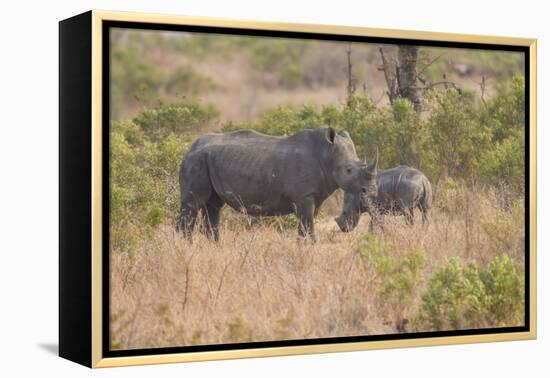 South Londolozi Private Game Reserve. Rhinoceros Mother and Offspring-Fred Lord-Framed Premier Image Canvas