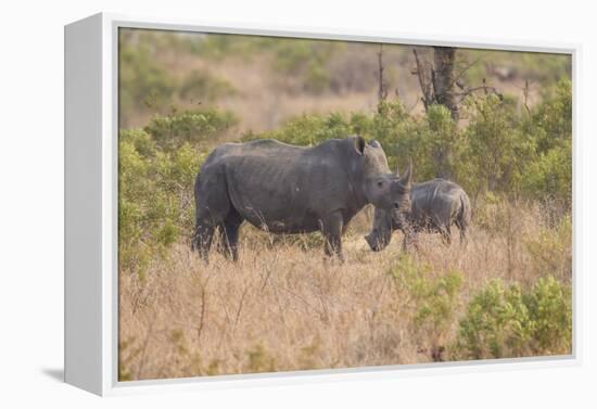 South Londolozi Private Game Reserve. Rhinoceros Mother and Offspring-Fred Lord-Framed Premier Image Canvas
