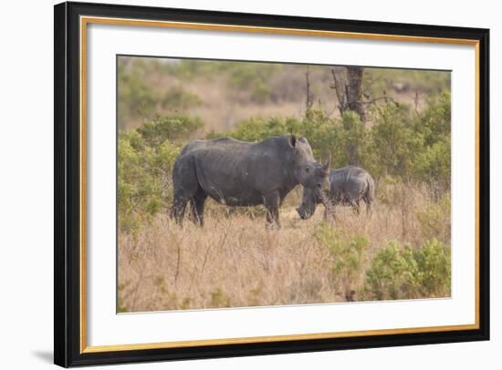 South Londolozi Private Game Reserve. Rhinoceros Mother and Offspring-Fred Lord-Framed Photographic Print