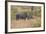 South Londolozi Private Game Reserve. Rhinoceros Mother and Offspring-Fred Lord-Framed Photographic Print