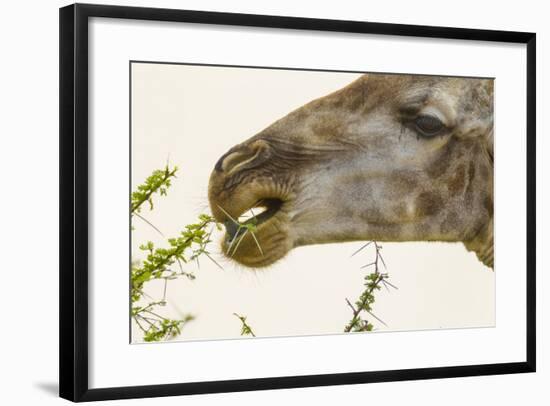 South Londolozi Reserve. Close-up of Giraffe Feeding on Acacia Leaves-Fred Lord-Framed Photographic Print