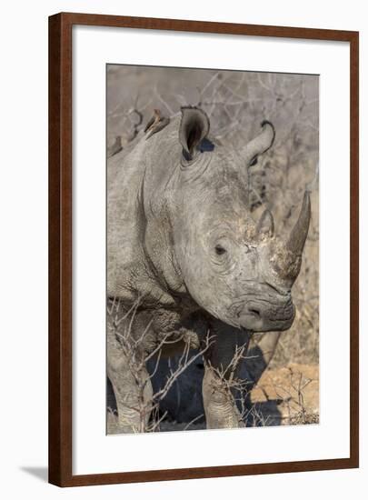 South Ngala Private Game Reserve. Close-up of White Rhino-Fred Lord-Framed Photographic Print