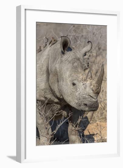 South Ngala Private Game Reserve. Close-up of White Rhino-Fred Lord-Framed Photographic Print