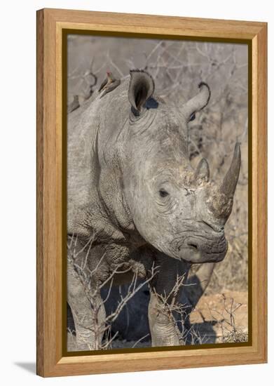 South Ngala Private Game Reserve. Close-up of White Rhino-Fred Lord-Framed Premier Image Canvas