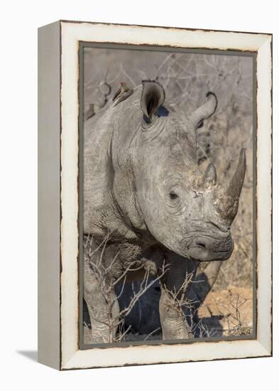 South Ngala Private Game Reserve. Close-up of White Rhino-Fred Lord-Framed Premier Image Canvas