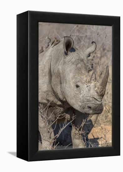 South Ngala Private Game Reserve. Close-up of White Rhino-Fred Lord-Framed Premier Image Canvas