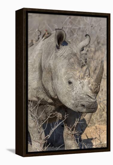 South Ngala Private Game Reserve. Close-up of White Rhino-Fred Lord-Framed Premier Image Canvas