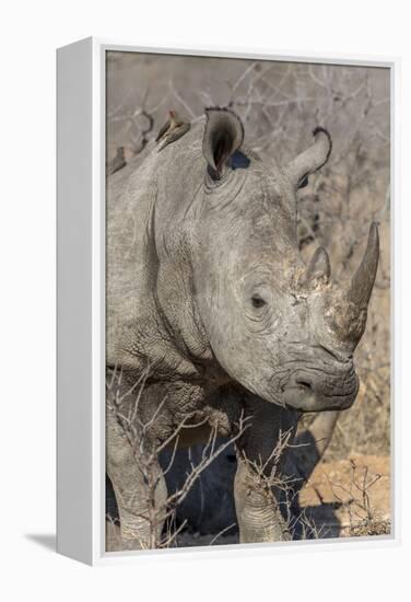 South Ngala Private Game Reserve. Close-up of White Rhino-Fred Lord-Framed Premier Image Canvas