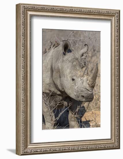 South Ngala Private Game Reserve. Close-up of White Rhino-Fred Lord-Framed Photographic Print