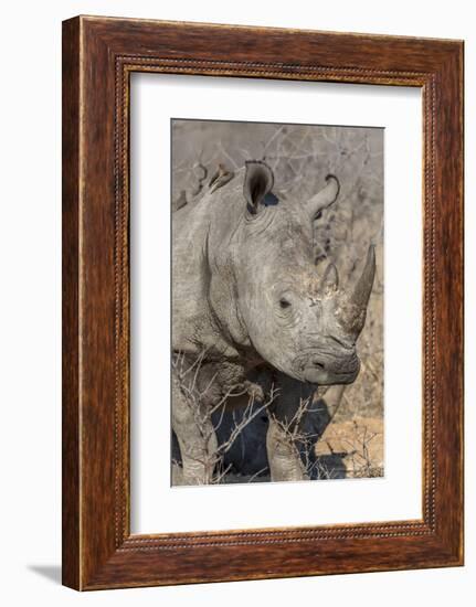 South Ngala Private Game Reserve. Close-up of White Rhino-Fred Lord-Framed Photographic Print