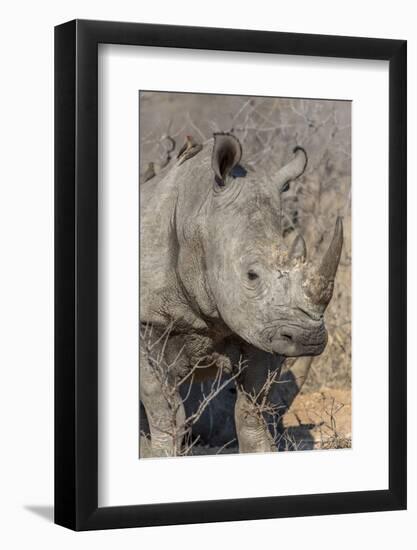 South Ngala Private Game Reserve. Close-up of White Rhino-Fred Lord-Framed Photographic Print