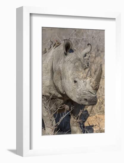 South Ngala Private Game Reserve. Close-up of White Rhino-Fred Lord-Framed Photographic Print