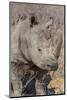 South Ngala Private Game Reserve. Close-up of White Rhino-Fred Lord-Mounted Photographic Print