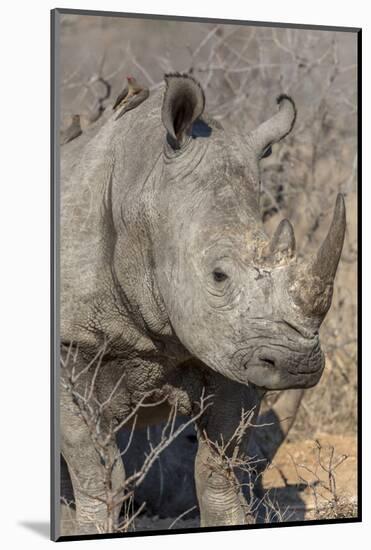 South Ngala Private Game Reserve. Close-up of White Rhino-Fred Lord-Mounted Photographic Print