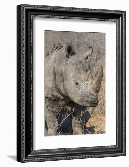 South Ngala Private Game Reserve. Close-up of White Rhino-Fred Lord-Framed Photographic Print