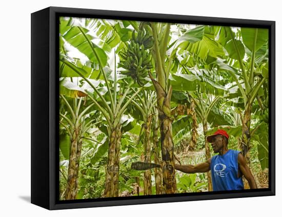 South Pacific, Fiji, Kadavu, Local Fijian Islander Checking His Banana Plantation on Dravuni Island-Paul Harris-Framed Premier Image Canvas