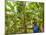 South Pacific, Fiji, Kadavu, Local Fijian Islander Checking His Banana Plantation on Dravuni Island-Paul Harris-Mounted Photographic Print