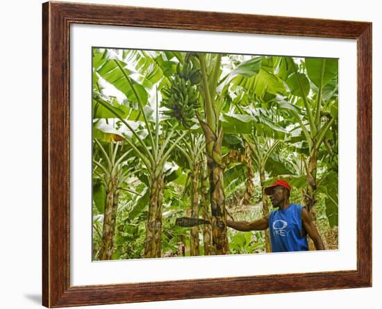 South Pacific, Fiji, Kadavu, Local Fijian Islander Checking His Banana Plantation on Dravuni Island-Paul Harris-Framed Photographic Print