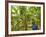 South Pacific, Fiji, Kadavu, Local Fijian Islander Checking His Banana Plantation on Dravuni Island-Paul Harris-Framed Photographic Print