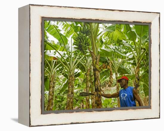 South Pacific, Fiji, Kadavu, Local Fijian Islander Checking His Banana Plantation on Dravuni Island-Paul Harris-Framed Premier Image Canvas