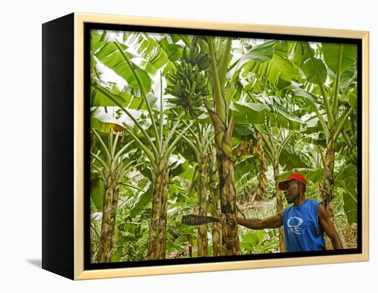 South Pacific, Fiji, Kadavu, Local Fijian Islander Checking His Banana Plantation on Dravuni Island-Paul Harris-Framed Premier Image Canvas