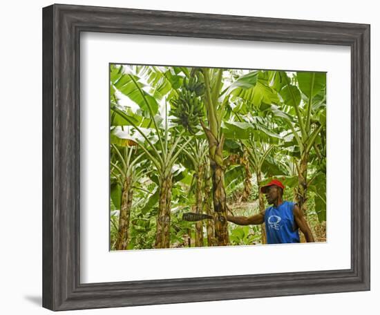 South Pacific, Fiji, Kadavu, Local Fijian Islander Checking His Banana Plantation on Dravuni Island-Paul Harris-Framed Photographic Print