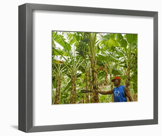 South Pacific, Fiji, Kadavu, Local Fijian Islander Checking His Banana Plantation on Dravuni Island-Paul Harris-Framed Photographic Print