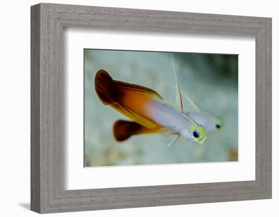 South Pacific, Solomon Islands. Close-up of fire dartfish.-Jaynes Gallery-Framed Photographic Print