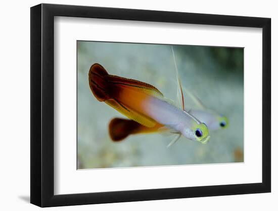 South Pacific, Solomon Islands. Close-up of fire dartfish.-Jaynes Gallery-Framed Photographic Print