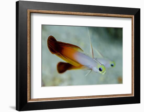 South Pacific, Solomon Islands. Close-up of fire dartfish.-Jaynes Gallery-Framed Photographic Print