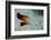 South Pacific, Solomon Islands. Close-up of fire dartfish.-Jaynes Gallery-Framed Photographic Print