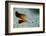 South Pacific, Solomon Islands. Close-up of fire dartfish.-Jaynes Gallery-Framed Photographic Print