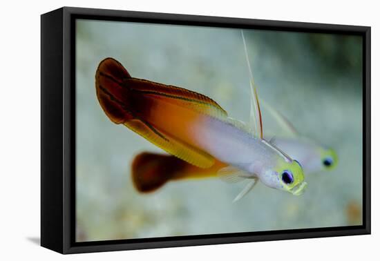 South Pacific, Solomon Islands. Close-up of fire dartfish.-Jaynes Gallery-Framed Premier Image Canvas